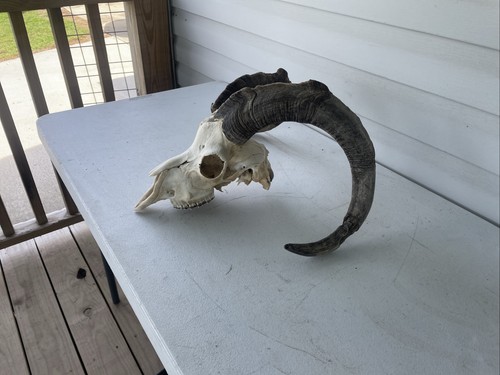 Ibex cross skull and - ibex,