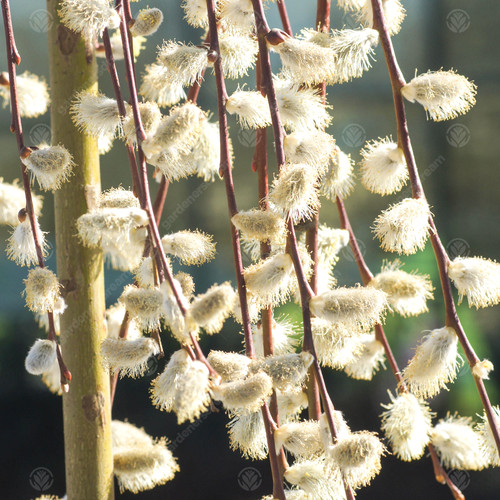 Salix caprea pendula - caprea, 120cm