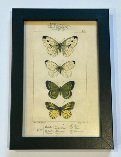 Vintage butterfly illustration - butterfly,