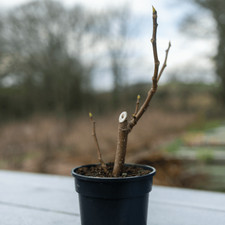 Hardy Fig 'Brown Turkey'