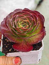 Aeonium Metallic Rose