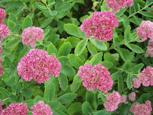 Sedum autumn joy unrooted - sedum,