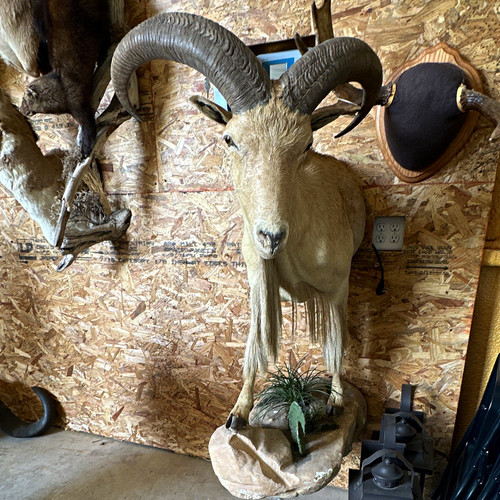 Aoudad barbary sheep - aoudad, body