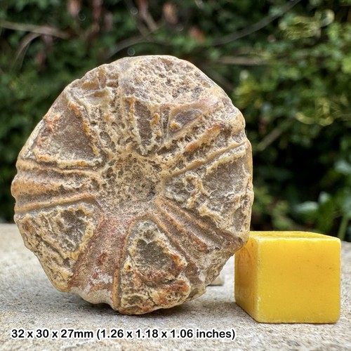 Fossil sea urchin conulus - conulus, in