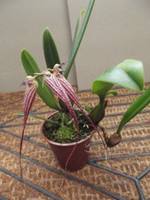 Rare Bulbophyllum Elizabeth