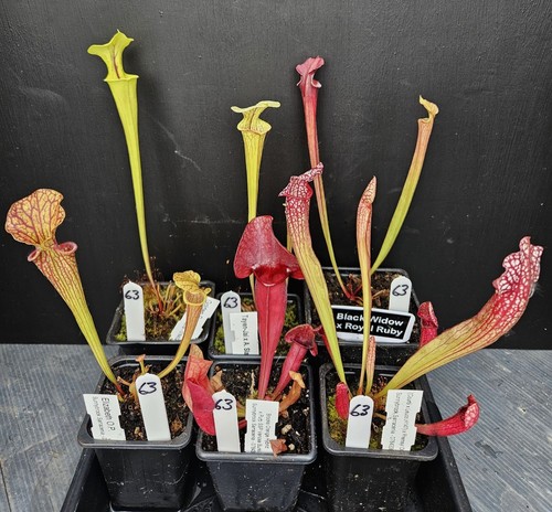 Named sarracenia carnivorous - 6,