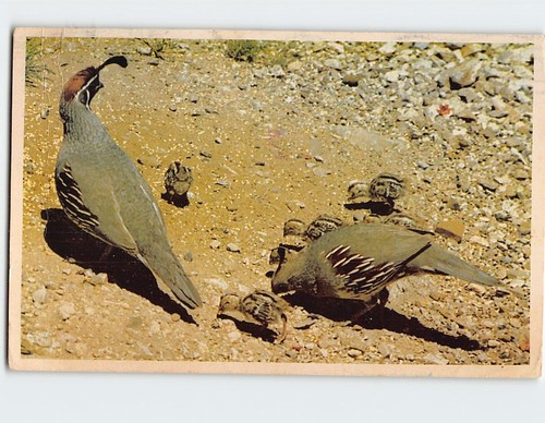 Postcard gambel quail - gambel,