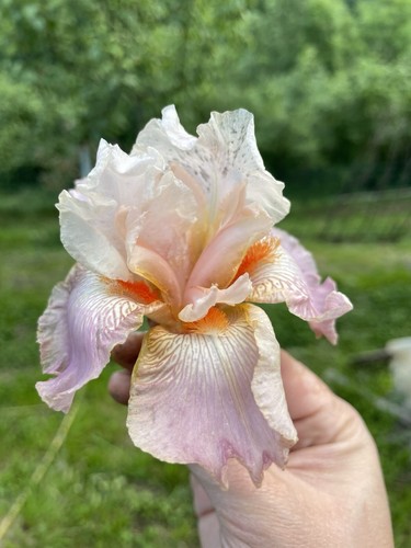 Iris bearded bicolor 5 - iris, n°5
