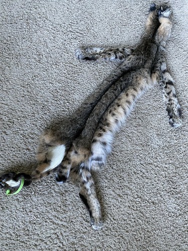 Bobcat complete taxidermy - complete,