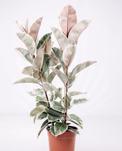 Ficus elastica tineke 14cm - ficus,