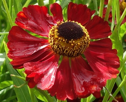 Seeds helenium red - helenium,