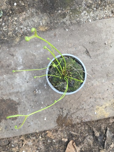 Live plants drosera binata - live,
