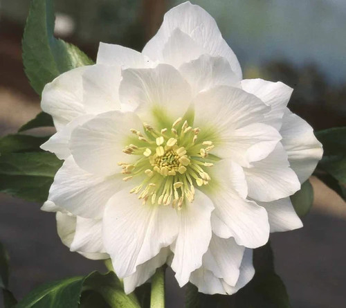Helleborus hellebore - helleborus,