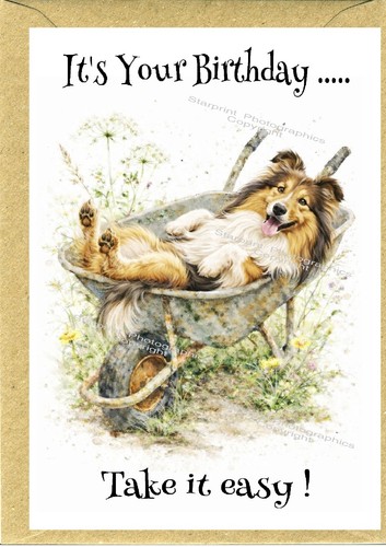 Rough collie dog - rough,