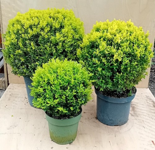 Buxus sempervirens common - buxus,
