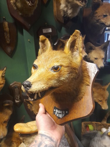 Taxidermy fox mask - fox, head