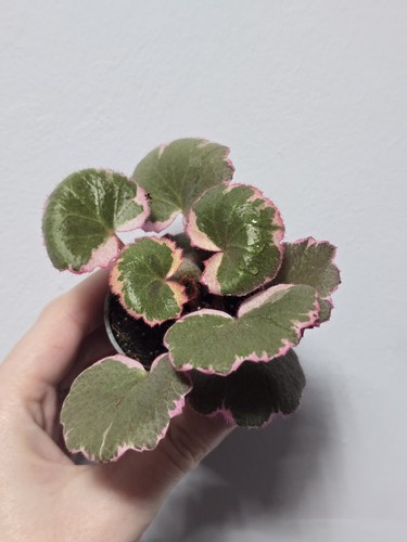 Saxifraga stolonifera pink - stolonifera,