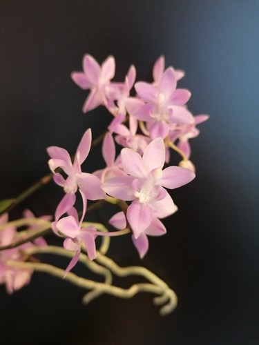 Phalaenopsis eguestris