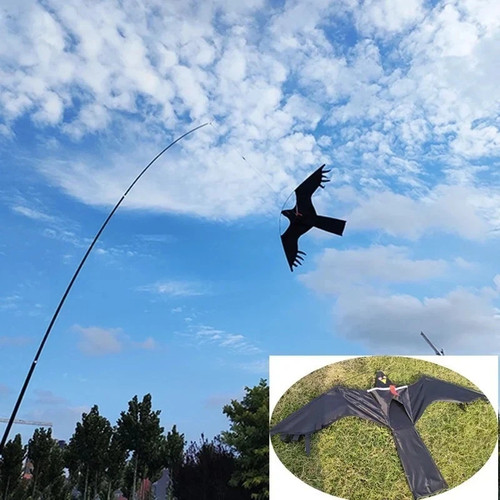 Inch eagle kite bird - kite,
