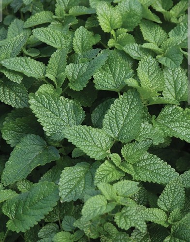 Lemon balm organic bare - 2,