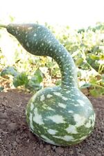 Speckled swan 10 - 50 Seeds Gourd Heirloom pretty unusual arts & crafts