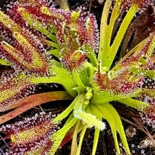 Carnivorous Drosera capensis -