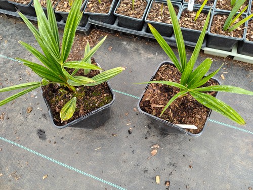 Trachycarpus fortunei