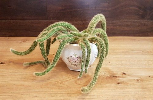 Large rooted hanging cactus - 2x,
