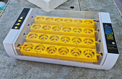 Eggs incubator temperature - incubator,