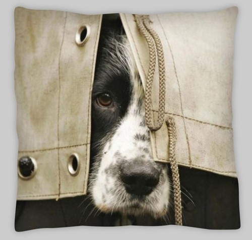 Springer spaniel cocker - spaniel,