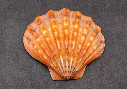 Polished orange lions paw - orange,