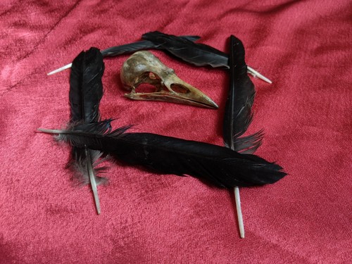 Real crow skull pagan - skull, alter