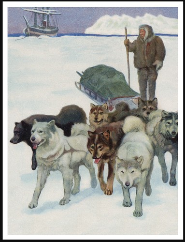 Siberian husky sledge - husky, dogs
