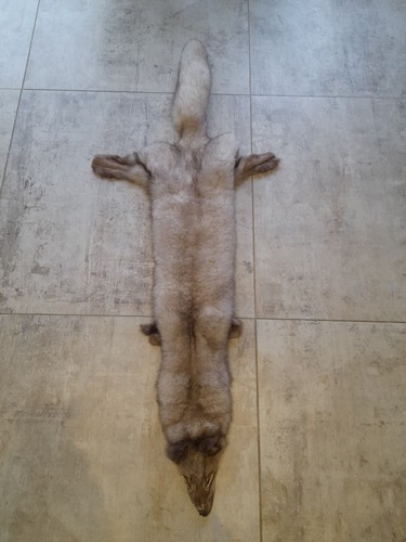 Taxidermy fox super - super, cute