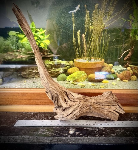 Large aquarium driftwood - driftwood, 42cm