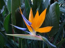 STRELITZIA REGINAE - Tropical