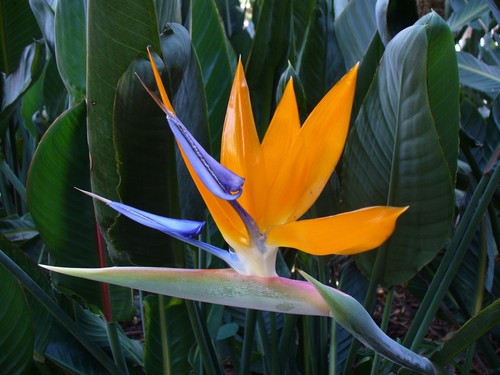 Strelitzia reginae tropical - strelitzia,