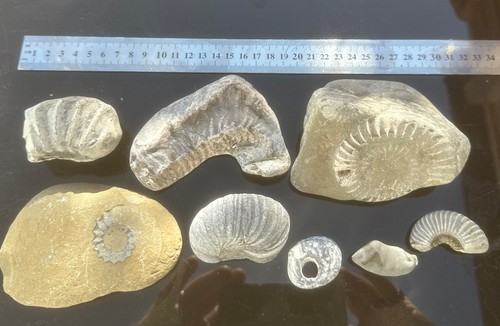 Fossils