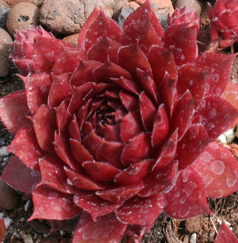 Sempervivum cherry drought - sempervivum,