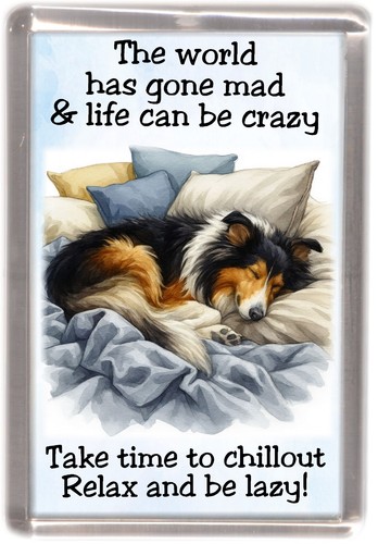 Rough collie tri - rough,