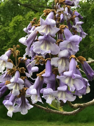 Paulownia tomentosa foxglove - paulownia, tomentosa,