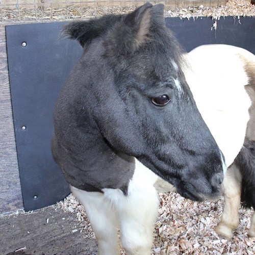 5pcs eva stable wall mat - stable,