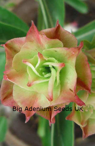 100 green adenium obesum - 100, x