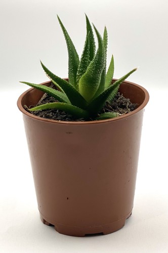 Haworthia fasciata rooted