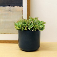 Crassula Curly Green in 12cm Pot - Ripple Jade Money Penny Succulent Houseplant
