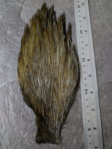 Dark olive chinese - dark, cock