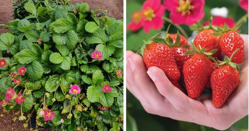 Strawberry toscana - strawberry, ‘toscana’