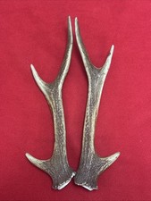 PAIR OF SIKA DEER ANTLERS 248g.   aprox. 27/27.5cm.