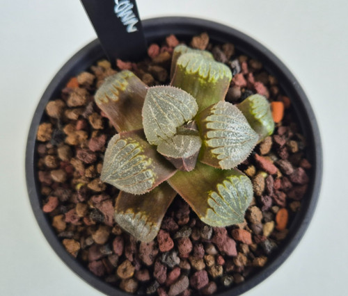 Haworthia hybrid seedling - seedling, seed