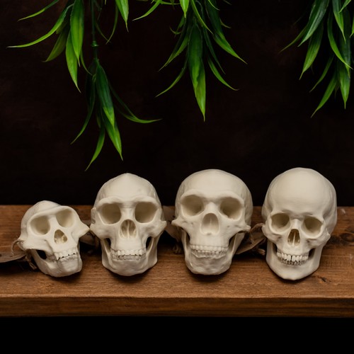 Human evolution skull set - set, 50%